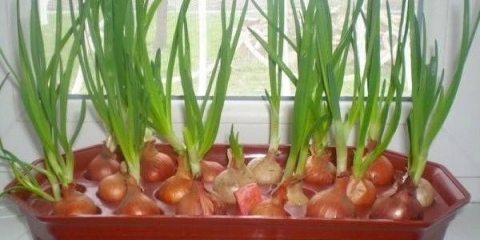 Kako uzgajati zeleni luk kod kuće